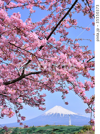 潤井川岸からの春の風景-223494 35550373