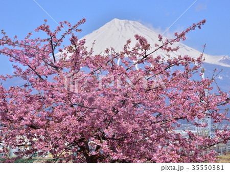 潤井川岸からの春の風景-223502 35550381