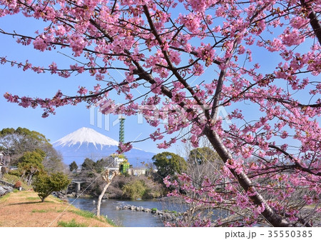 潤井川岸からの春の風景-223505 潤井川岸からの春の風景-223505 35550385