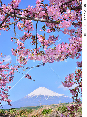 潤井川岸からの春の風景-223516 潤井川岸からの春の風景-223516 35550396