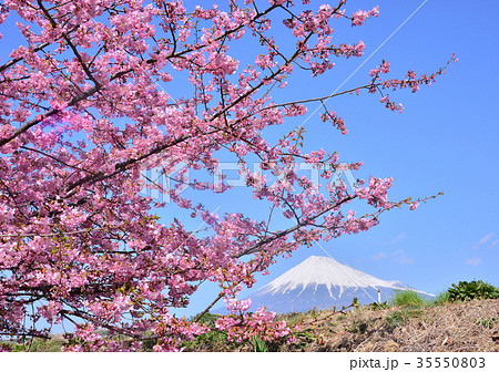 河津桜と富士山-223489 35550803