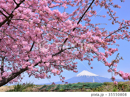 潤井川岸からの春の風景-223493 潤井川岸からの春の風景-223493 35550808