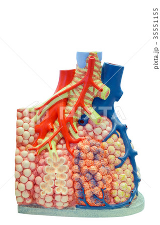 Anatomical model of the pulmonary and blood vessel 35551155