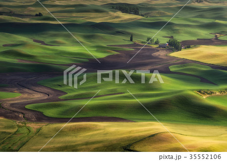 Barley and wheat field in Palouse, Washington 35552106