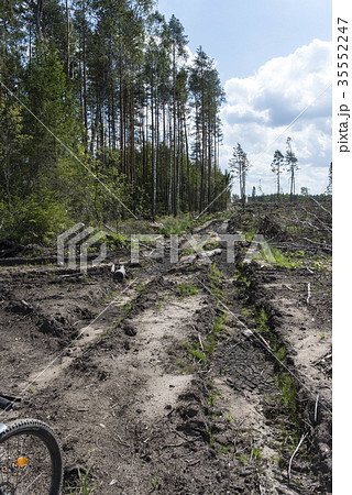 Road in the forest. Fallen trees. Bike wheel Road in the forest. Fallen trees. Bike wheel 35552247