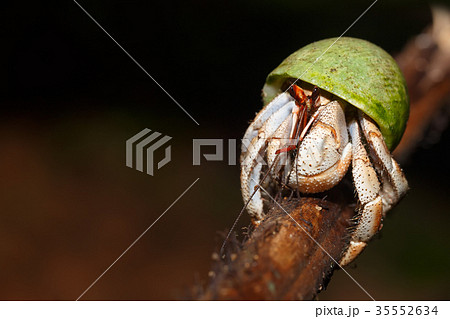 Hermit Crab with green snail shell Madagascar Hermit Crab with green snail shell Madagascar 35552634