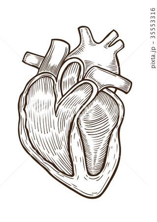 vector engraving heart 35553316