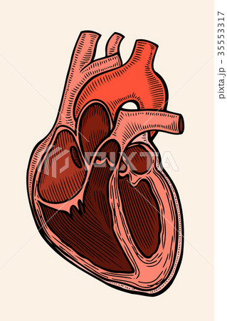 vector engraving heart 35553317