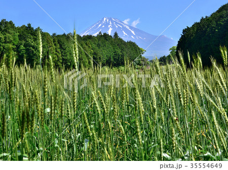 麦畑と富士山-333254 麦畑と富士山-333254 35554649