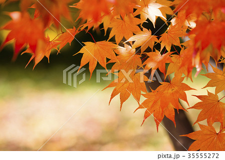 しっとりした紅葉 35555272