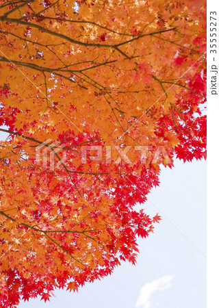 紅葉（空バック） 35555273