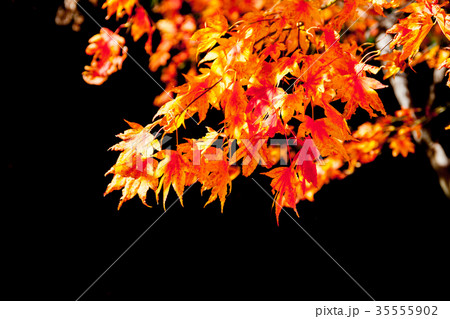 もみじ、カエデ、紅葉、黒バック 35555902