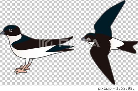 雄鹿甲蟲 35555983