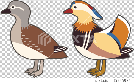 オシドリ オシドリ 35555985