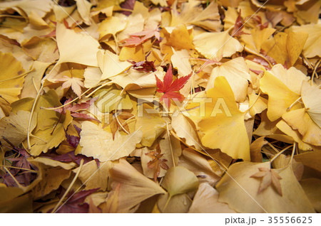Red maple (Momiji) fallen on yellow ginko leaves Red maple (Momiji) fallen on yellow ginko leaves 35556625