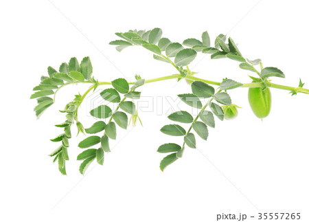 Green chickpea on a branch in the pod isolated 35557265