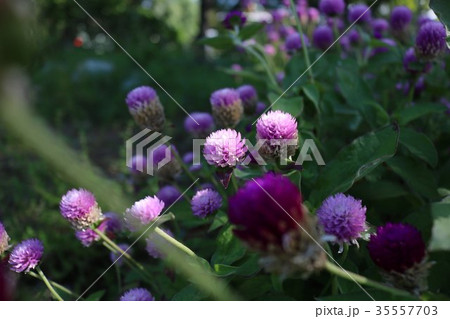 ストロベリーフィールド 35557703