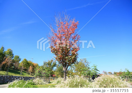 秋の公園　ヤマザクラ紅葉 35557755