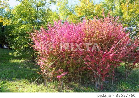 秋の公園 ニシキギ紅葉 秋の公園 ニシキギ紅葉 35557760