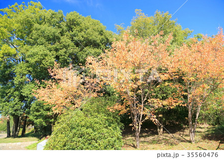 秋の公園 サクラ色づく 秋の公園 サクラ色づく 35560476