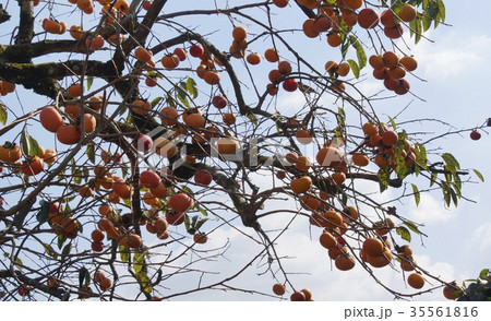 秋の味覚 冬柿 02 秋の味覚 冬柿 02 35561816