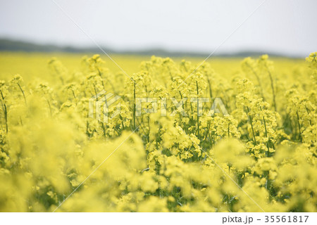 菜の花(北海道 安平) 菜の花(北海道 安平) 35561817