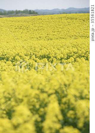 菜の花(北海道 安平) 菜の花(北海道 安平) 35561821