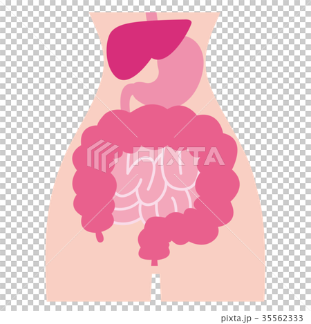 Liver stomach intestine waist 35562333