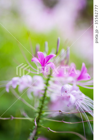 spider flower in the garden 35562777