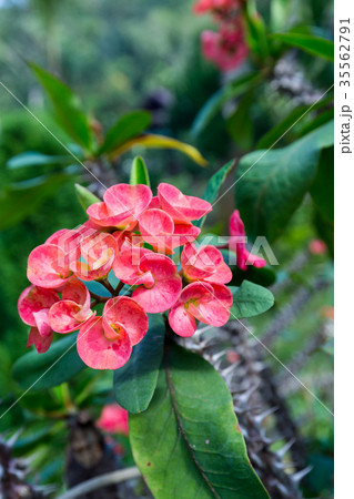 Red Euphorbia milli Desmoul 35562791