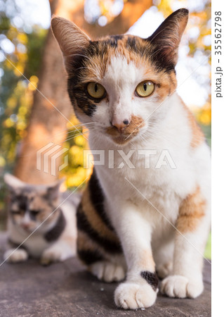 Beautiful young cat natural background Beautiful young cat natural background 35562798