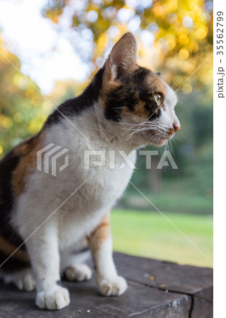 Beautiful young cat natural background 35562799