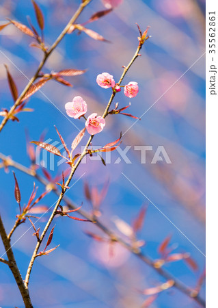 Pink Sakura flower blooming. Pink Sakura flower blooming. 35562861