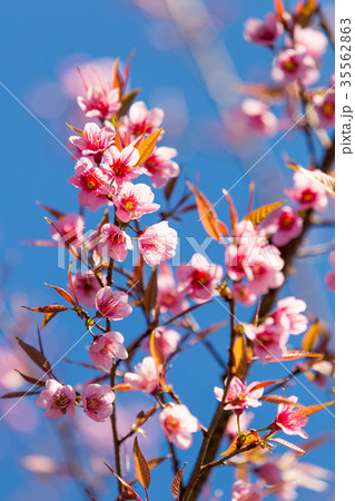 Pink Sakura flower blooming. 35562863