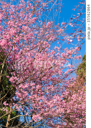 Pink Sakura flower blooming. 35562864