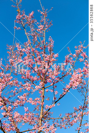 Pink Sakura flower blooming. 35562868