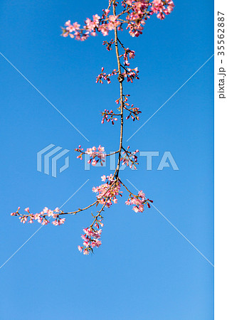 Pink Sakura flower blooming. 35562887