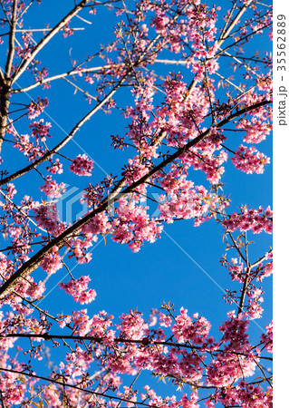 Pink Sakura flower blooming. Pink Sakura flower blooming. 35562889