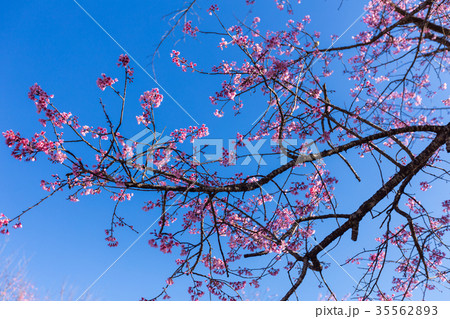 Pink Sakura flower blooming. 35562893