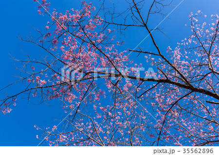 Pink Sakura flower blooming. Pink Sakura flower blooming. 35562896