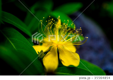 ヒペリカム 35564854