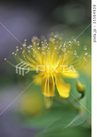 ビョウヤナギ 35564939