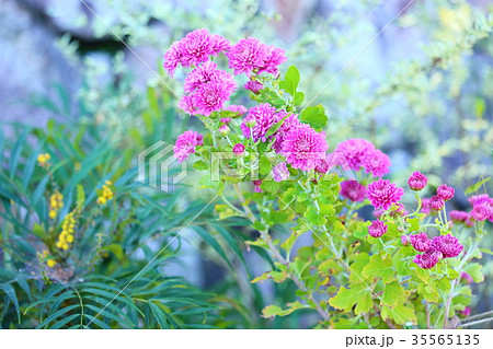 ピンポンマムの花の写真素材