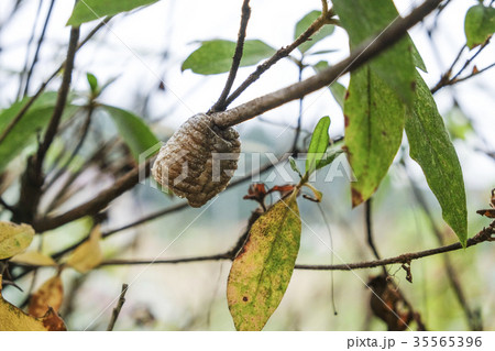 カマキリの卵　 35565396