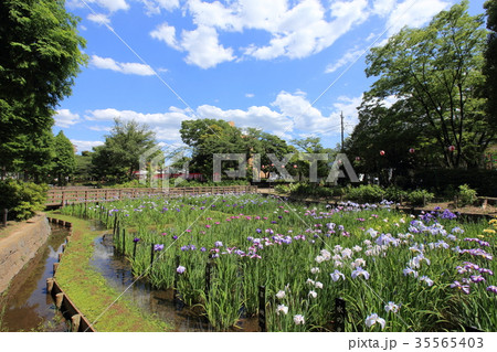 足立区しょうぶ沼公園 35565403