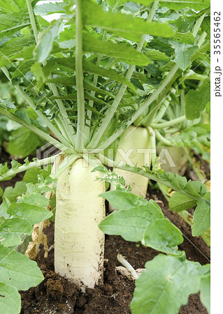 家庭菜園の秋大根 家庭菜園の秋大根 35565462