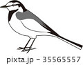 ハクセキレイ 35565557