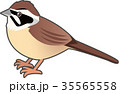 ホオジロ 35565558