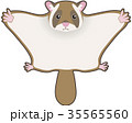 ムササビ 35565560