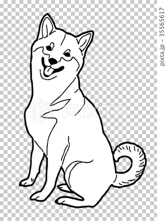 お座りをする柴犬 35565617